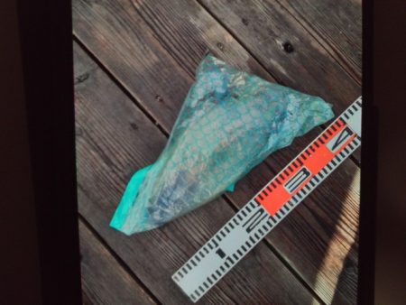 こかわ渡船　雅丸 釣果