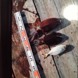 こかわ渡船　雅丸 釣果