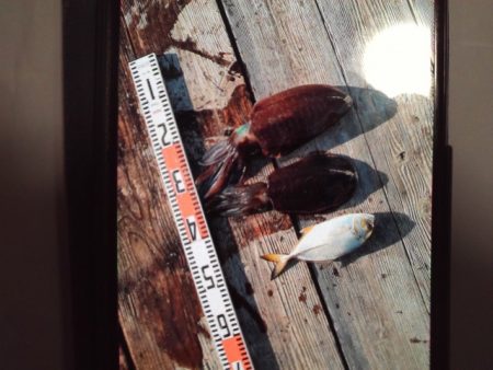 こかわ渡船　雅丸 釣果