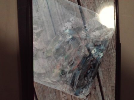 こかわ渡船　雅丸 釣果