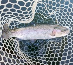 朝霞ガーデン 釣果