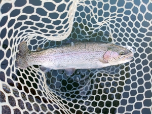 朝霞ガーデン 釣果