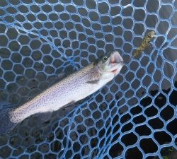 朝霞ガーデン 釣果