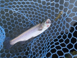 朝霞ガーデン 釣果