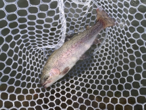 朝霞ガーデン 釣果