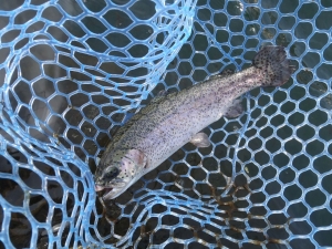 朝霞ガーデン 釣果