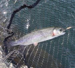 朝霞ガーデン 釣果