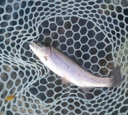 朝霞ガーデン 釣果