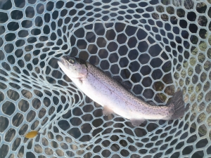 朝霞ガーデン 釣果