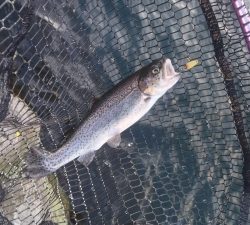 朝霞ガーデン 釣果