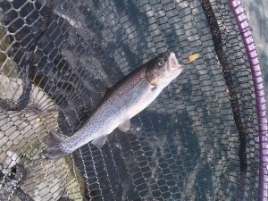 朝霞ガーデン 釣果
