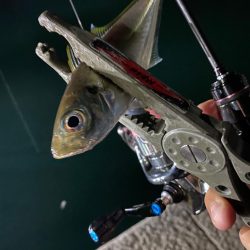 アングラーのスタイルで楽しめる宵姫 爽！【がまかつ LUXXE宵姫 爽　インプレッション】