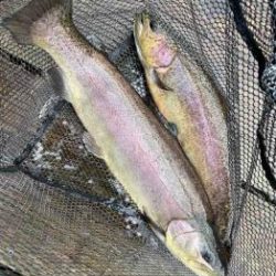 フィッシング サンクチュアリ 釣果