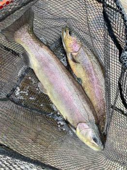 フィッシング サンクチュアリ 釣果