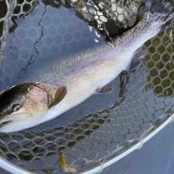 フィッシング サンクチュアリ 釣果