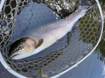 フィッシング サンクチュアリ 釣果