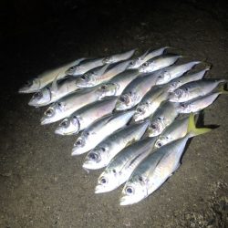 パワーと感度を兼ね備えた宵姫 爽なら良型アジでも問題ナシ！！【がまかつ LUXXE宵姫 爽　インプレッション】