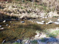 秩父フライフィールド 釣果