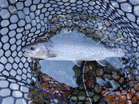 秩父フライフィールド 釣果