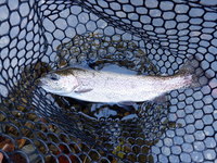 秩父フライフィールド 釣果