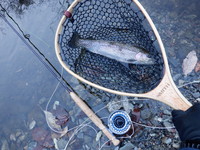 秩父フライフィールド 釣果