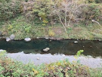 秩父フライフィールド 釣果