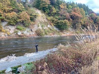 秩父フライフィールド 釣果