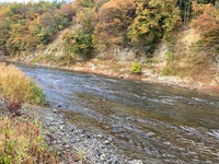 秩父フライフィールド 釣果
