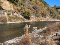 秩父フライフィールド 釣果