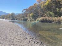 秩父フライフィールド 釣果