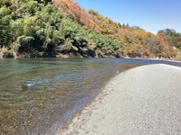 秩父フライフィールド 釣果