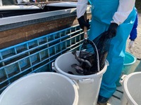 秩父フライフィールド 釣果