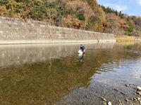 秩父フライフィールド 釣果