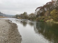 秩父フライフィールド 釣果