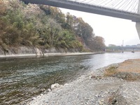 秩父フライフィールド 釣果