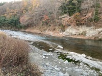 秩父フライフィールド 釣果