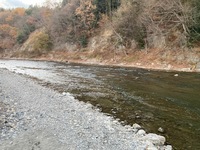 秩父フライフィールド 釣果