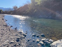 秩父フライフィールド 釣果