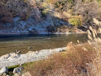 秩父フライフィールド 釣果