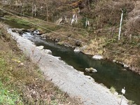 秩父フライフィールド 釣果