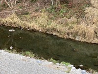 秩父フライフィールド 釣果