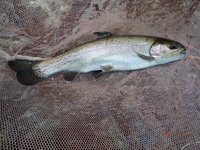 秩父フライフィールド 釣果