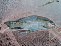 秩父フライフィールド 釣果