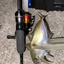 赤潮の中のアジングレポート【がまかつ LUXXE宵姫 爽　インプレッション】