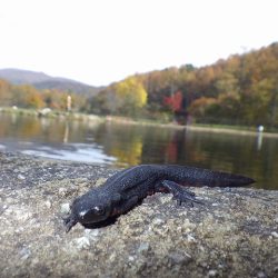 平谷湖フィッシングスポット 釣果