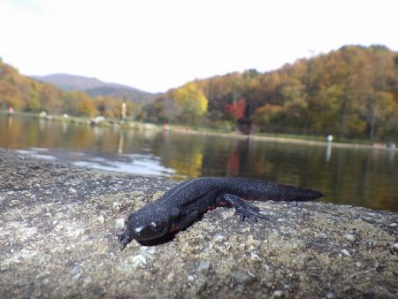 平谷湖フィッシングスポット 釣果
