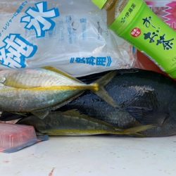 千津丸 釣果