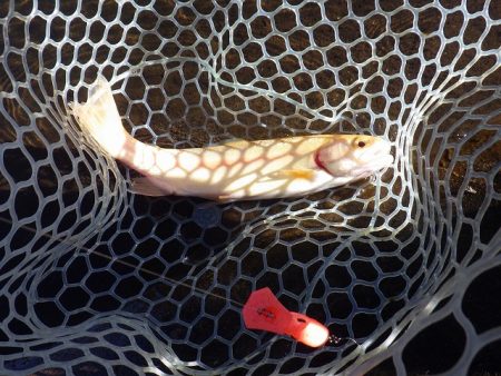 平谷湖フィッシングスポット 釣果