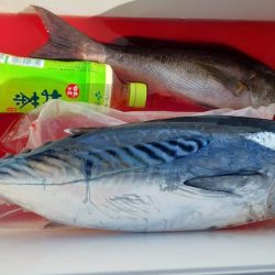 しば渡船 釣果