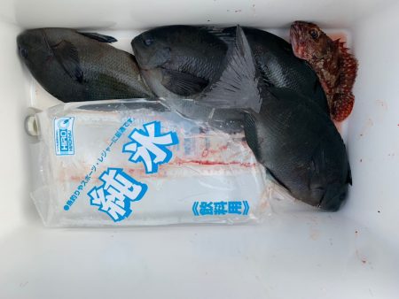 千津丸 釣果